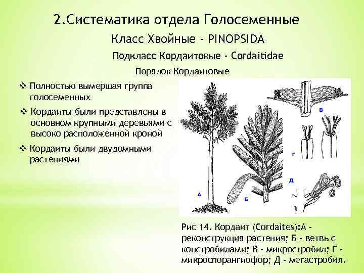 2. Систематика отдела Голосеменные Класс Хвойные - PINOPSIDA Подкласс Кордаитовые - Cordaitidae Порядок Кордаитовые