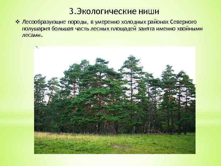 3. Экологические ниши v Лесообразующие породы, в умеренно холодных районах Северного полушария большая часть