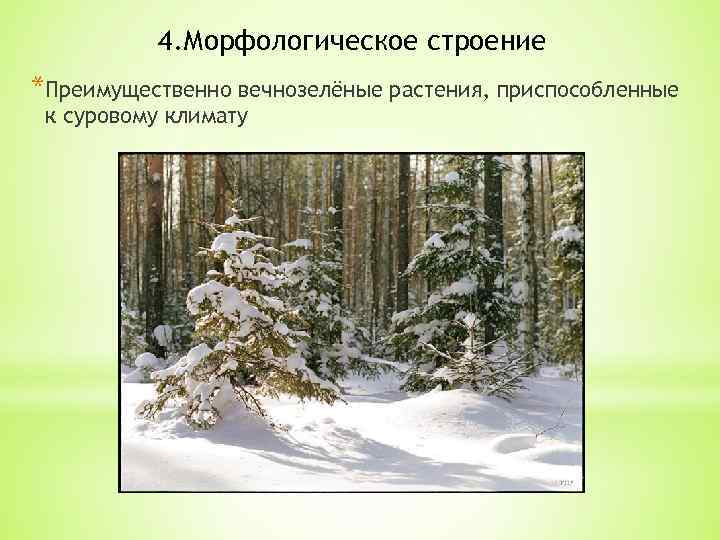 4. Морфологическое строение *Преимущественно вечнозелёные растения, приспособленные к суровому климату 