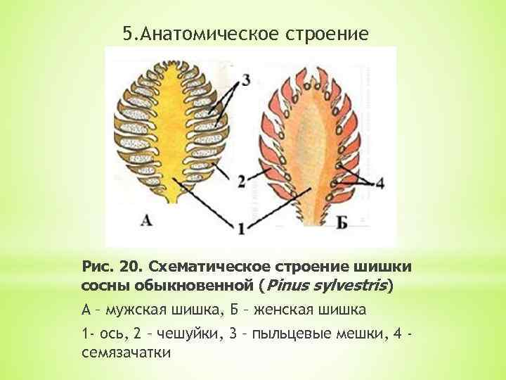 5. Анатомическое строение Рис. 20. Схематическое строение шишки сосны обыкновенной (Pinus sylvestris) А –