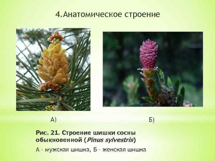 4. Анатомическое строение А) Рис. 21. Строение шишки сосны обыкновенной (Pinus sylvestris) А –
