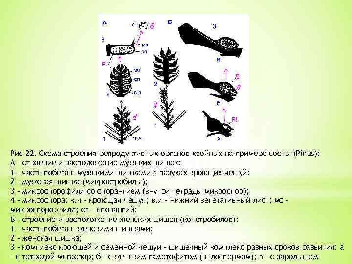 Рис 22. Схема строения репродуктивных органов хвойных на примере сосны (Pinus): А - строение