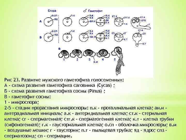 Рис 23. Развитие мужского гаметофита голосеменных: А - схема развития гаметофита саговника (Cycas) ;