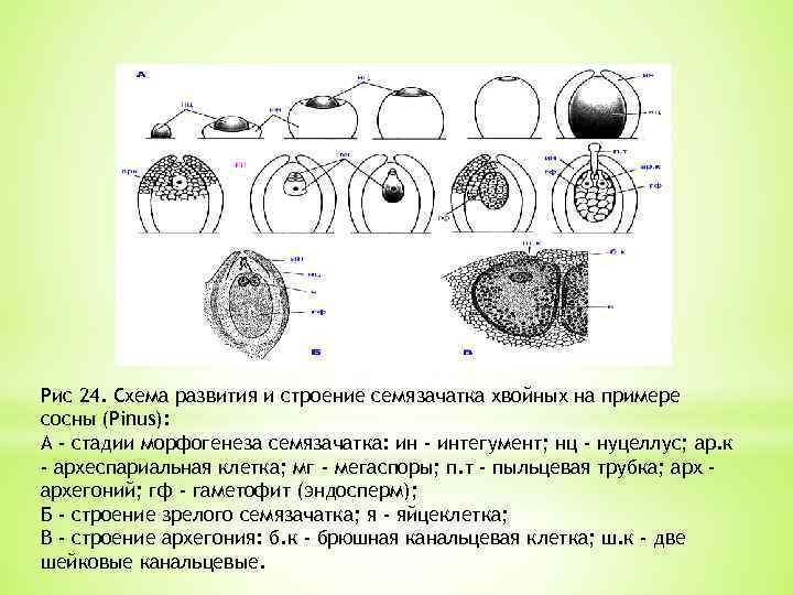 Рис 24. Схема развития и строение семязачатка хвойных на примере сосны (Pinus): А -