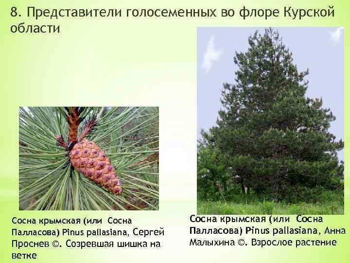 8. Представители голосеменных во флоре Курской области Сосна крымская (или Сосна Палласова) Pinus pallasiana,