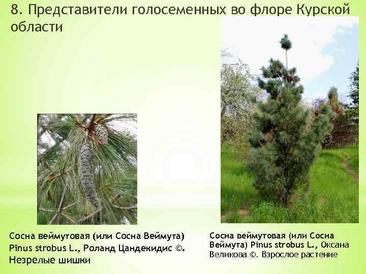 8. Представители голосеменных во флоре Курской области Сосна веймутовая (или Сосна Веймута) Pinus strobus
