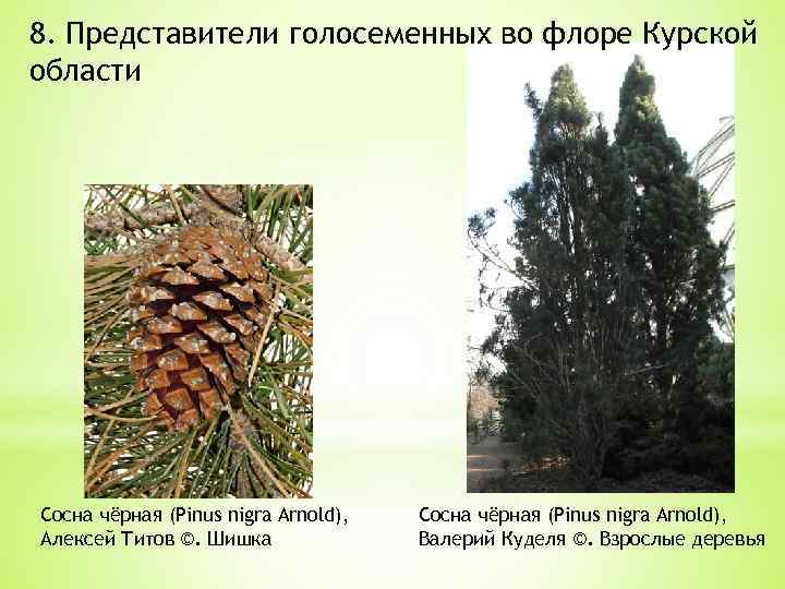 8. Представители голосеменных во флоре Курской области Сосна чёрная (Pinus nigra Arnold), Алексей Титов