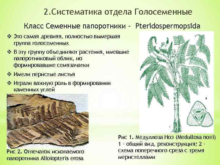 2. Систематика отдела Голосеменные Класс Семенные папоротники - Pteridospermopsida v Это самая древняя, полностью