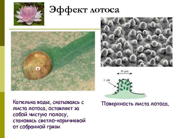 Эффект лотоса Капелька воды, скатываясь с листа лотоса, оставляет за собой чистую полосу, становясь