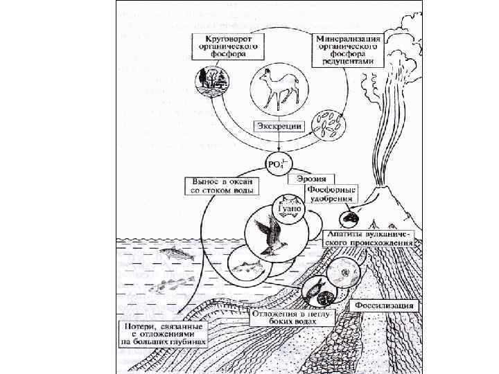 Фф круговорот. 10. Круговорот фосфора. Круговорот фосфора ( по п. Дювиньо и м. Тангу ). Биогеохимический цикл фосфора схема. Цикл фосфора в биосфере схема.