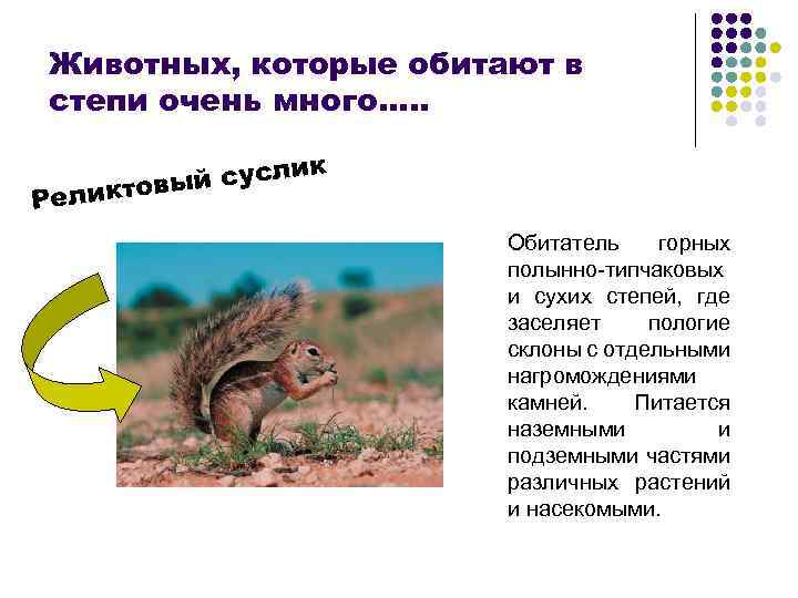 Животных, которые обитают в степи очень много…. . к й сусли ы еликтов Р