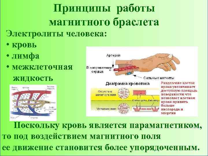 Принципы работы магнитного браслета Электролиты человека: • кровь • лимфа • межклеточная жидкость Поскольку