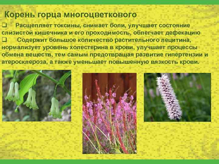 Корень горца многоцветкового q Расщепляет токсины, снимает боли, улучшает состояние слизистой кишечника и его