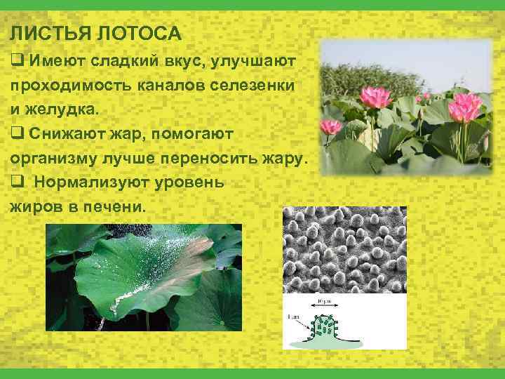 ЛИСТЬЯ ЛОТОСА q Имеют сладкий вкус, улучшают проходимость каналов селезенки и желудка. q Снижают