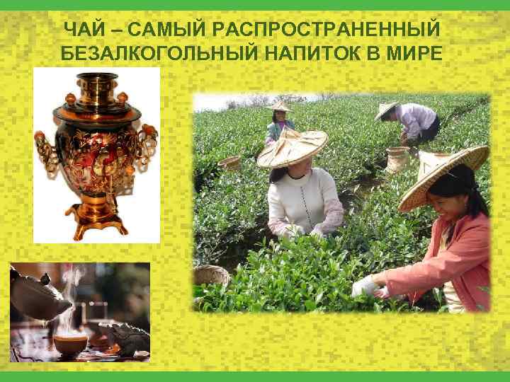 ЧАЙ – САМЫЙ РАСПРОСТРАНЕННЫЙ БЕЗАЛКОГОЛЬНЫЙ НАПИТОК В МИРЕ 