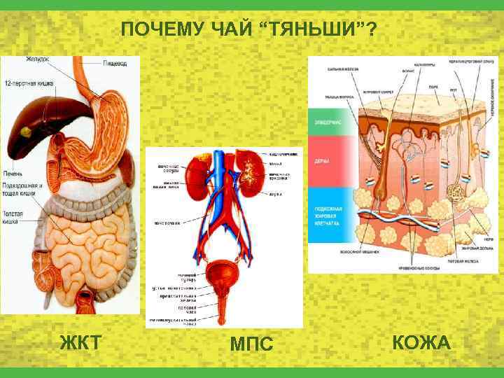 ПОЧЕМУ ЧАЙ “ТЯНЬШИ”? ЖКТ МПС КОЖА 