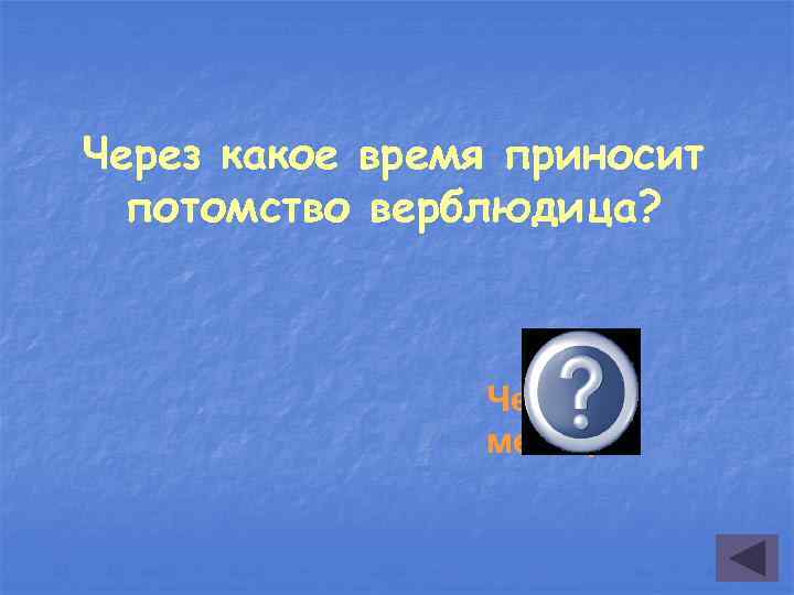 Через какое время приносит потомство верблюдица? Через 14 месяцев 