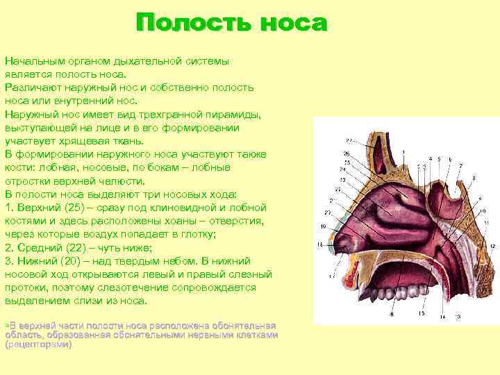 Полость носа строение и функции