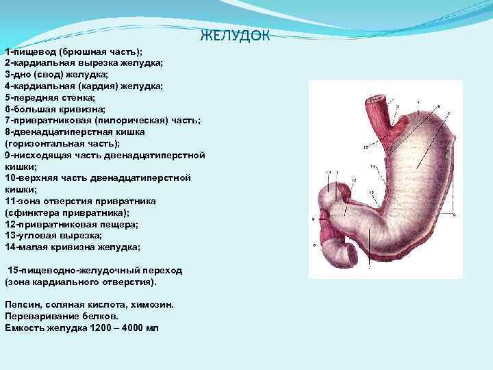 ЖЕЛУДОК 1 -пищевод (брюшная часть); 2 -кардиальная вырезка желудка; 3 -дно (свод) желудка; 4