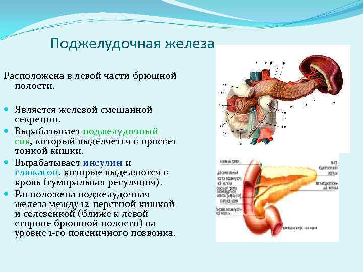Пищеварительная роль поджелудочной железы. Поджелудочная железа расположение строение функции. Поджелудочная железа анатомия функции. Поджелудочная железа особенности строения и функции. Особенности строения поджелудочной железы.