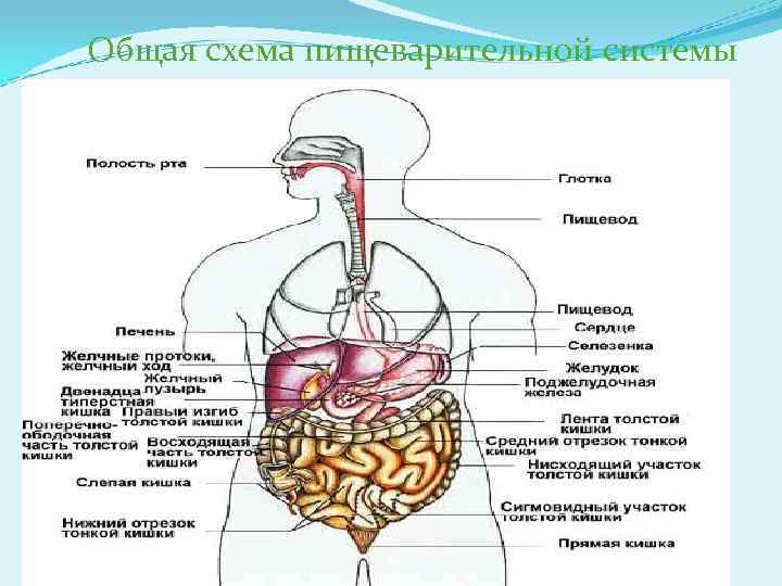 Общая схема пищеварительной системы 