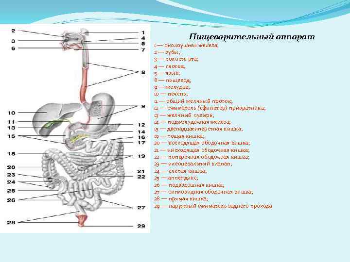 Назовите органы обозначенные на рисунке цифрами