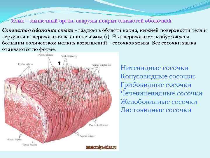 Язык – мышечный орган, снаружи покрыт слизистой оболочкой Слизистая оболочка языка - гладкая в