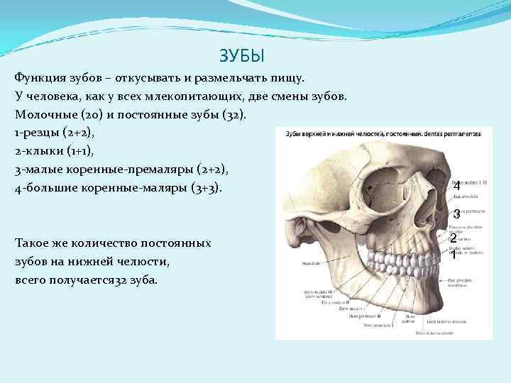 ЗУБЫ Функция зубов – откусывать и размельчать пищу. У человека, как у всех млекопитающих,