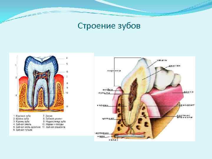 Строение зубов 