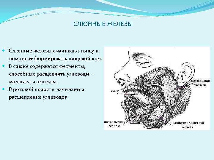 Железа ротовой полости