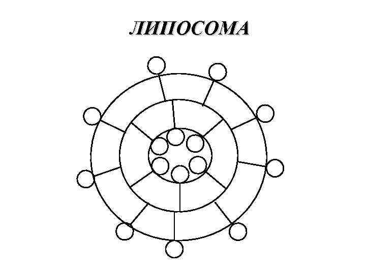 ЛИПОСОМА 
