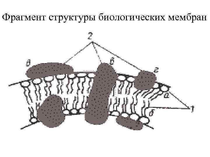 Фрагмент структуры биологических мембран 