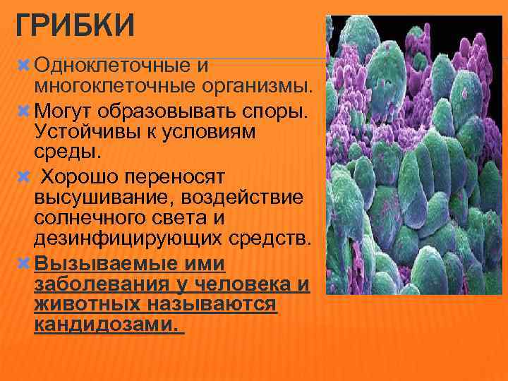 ГРИБКИ Одноклеточные и многоклеточные организмы. Могут образовывать споры. Устойчивы к условиям среды. Хорошо переносят