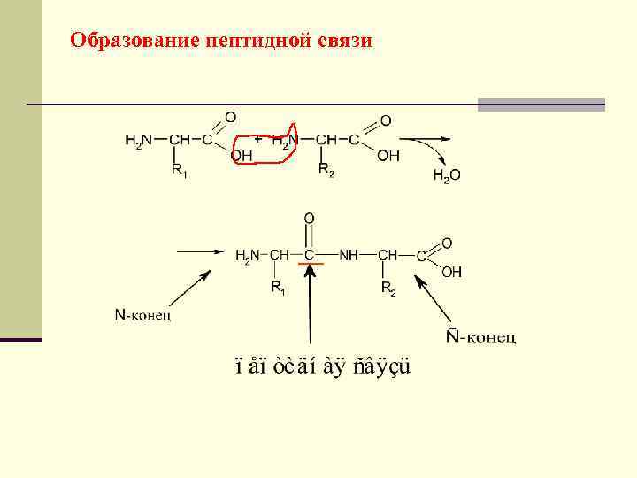 Образование пептидной связи 