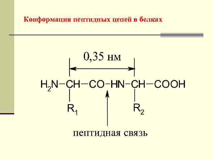 Конформация пептидных цепей в белках 