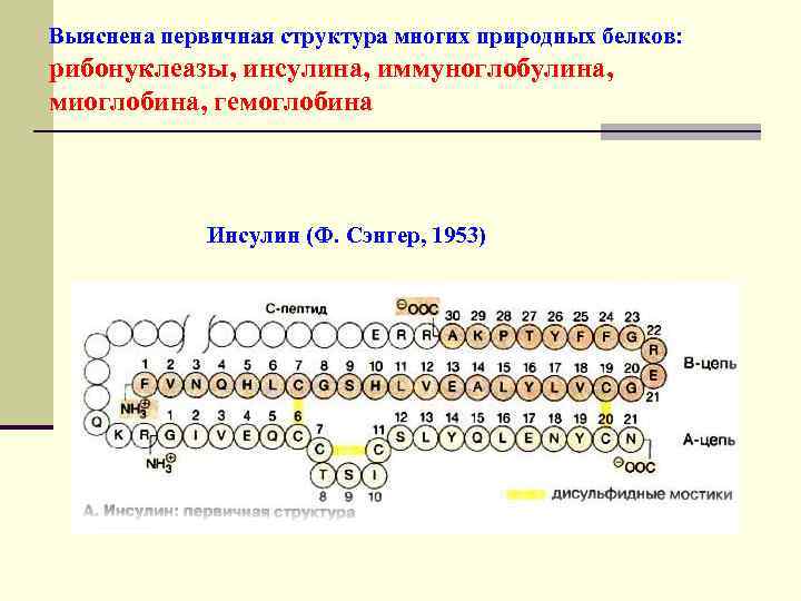 Выяснена первичная структура многих природных белков: рибонуклеазы, инсулина, иммуноглобулина, миоглобина, гемоглобина Инсулин (Ф. Сэнгер,