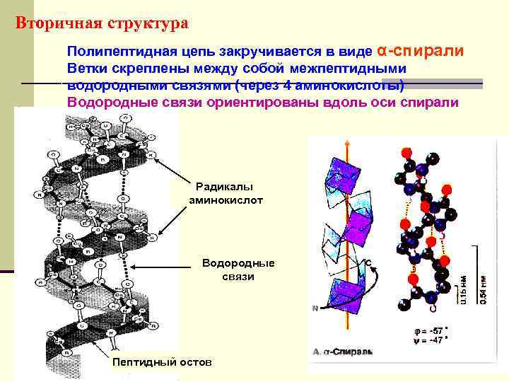 Вторичная структура Полипептидная цепь закручивается в виде α-спирали Ветки скреплены между собой межпептидными водородными
