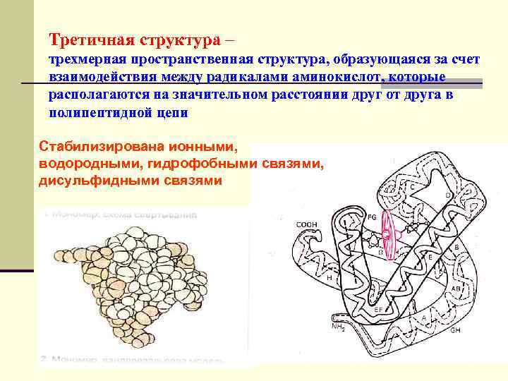 Третичная структура – трехмерная пространственная структура, образующаяся за счет взаимодействия между радикалами аминокислот, которые