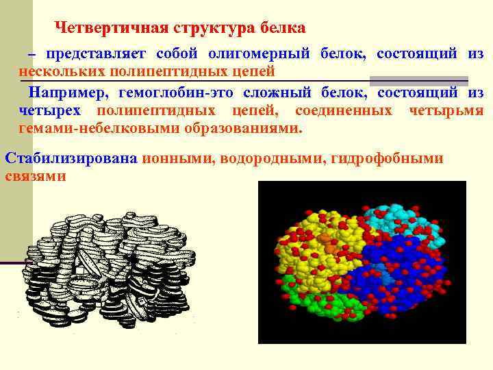 Структура белка представляет собой