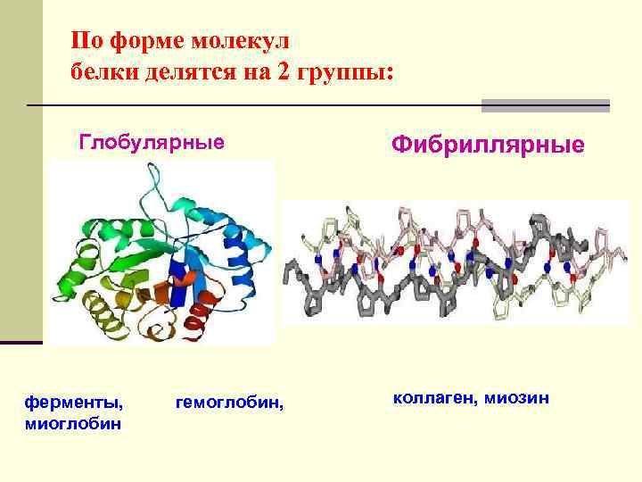 Формы белковых молекул. Белки по форме молекул. Фибриллярная структура белка. Глобулярные и фибриллярные белки. Классификация белков по форме молекул.