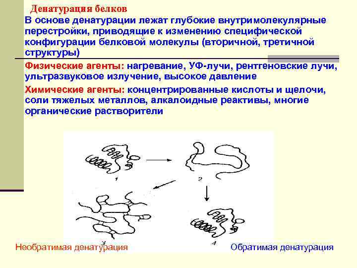 Денатурация белков В основе денатурации лежат глубокие внутримолекулярные перестройки, приводящие к изменению специфической конфигурации