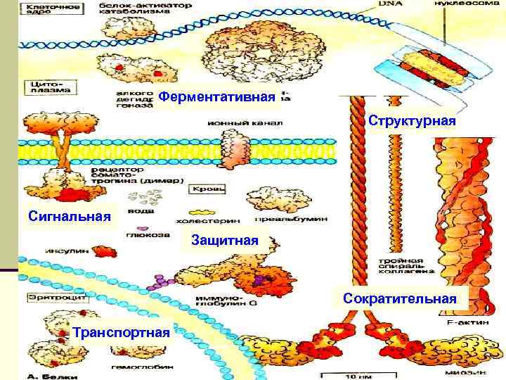 Ферментативная Структурная Биологическое значение белков Сигнальная Защитная Сократительная Транспортная 