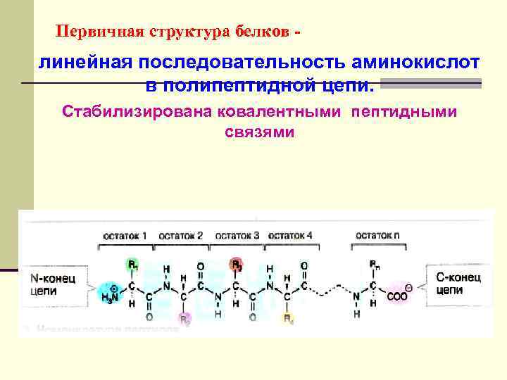 Первичная структура белков - линейная последовательность аминокислот в полипептидной цепи. Стабилизирована ковалентными пептидными связями