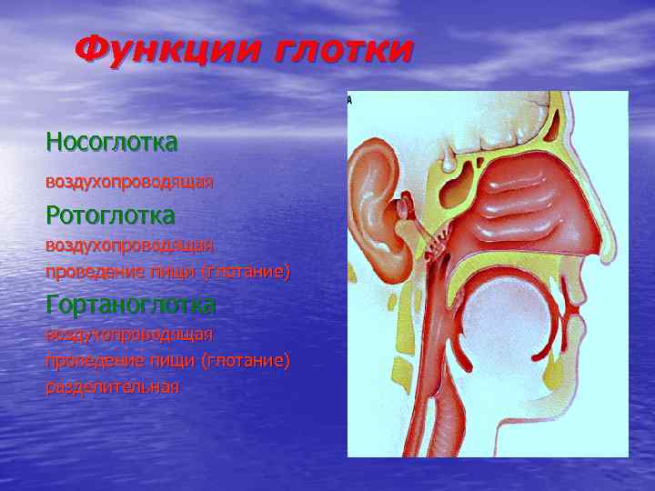 Функции глотки. Гортаноглотка функции. Функции носоглотки и ротоглотки.