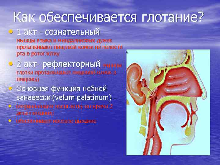 Как обеспечивается глотание? • 1 акт - сознательный мышцы языка и миндаликовых дужек проталкивают