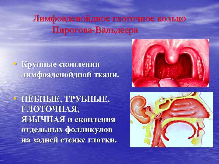 Лимфоаденойдное глоточное кольцо Пирогова-Вальдеера • Крупные скопления лимфоаденойдной ткани. • НЕБНЫЕ, ТРУБНЫЕ, ГЛОТОЧНАЯ, ЯЗЫЧНАЯ