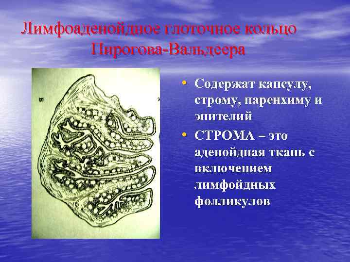 Лимфоаденойдное глоточное кольцо Пирогова-Вальдеера • Содержат капсулу, • строму, паренхиму и эпителий СТРОМА –