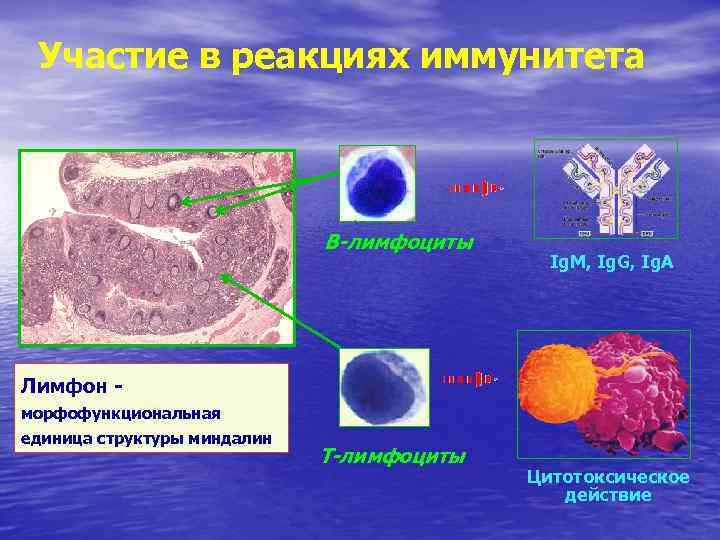 Участие в реакциях иммунитета В-лимфоциты Ig. M, Ig. G, Ig. A Лимфон морфофункциональная единица