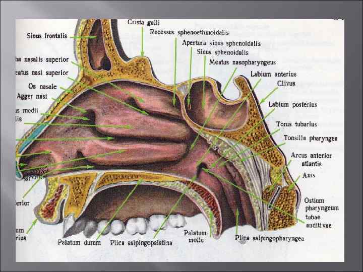 Внутреннее строение носа и пазух в картинках