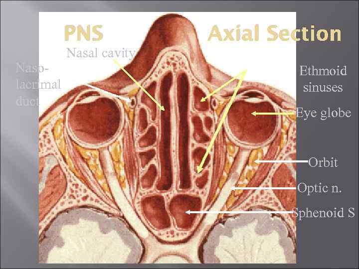 PNS Nasolacrimal duct Axial Section Nasal cavity Ethmoid sinuses Eye globe Orbit Optic n.